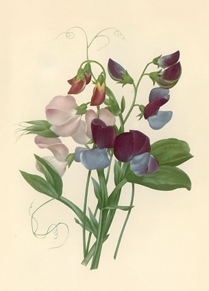  «Листівка Sweet Peas: Lathyrus odoratus, 1827 (PJR47)», бренда Artistic Card - фото №1