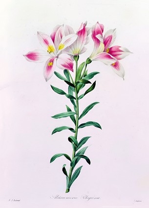 «Листівка Alstroemeria Peregrina (PJR49)», бренда Artistic Card - фото №1