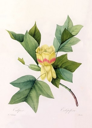 «Листівка Tulipifera (PJR50)», бренда Artistic Card - фото №1