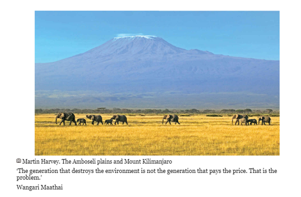 Бумажная книга «The Last Elephants», автор Колин Белл - фото №1