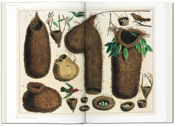Паперова книга «Seba. Cabinet of Natural Curiosities», авторів Ірмгард Муш, Джес Руст - фото №1