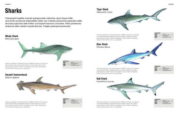 Паперова книга «Visual Encyclopedia of Animals», автор Том Джексон - фото №1