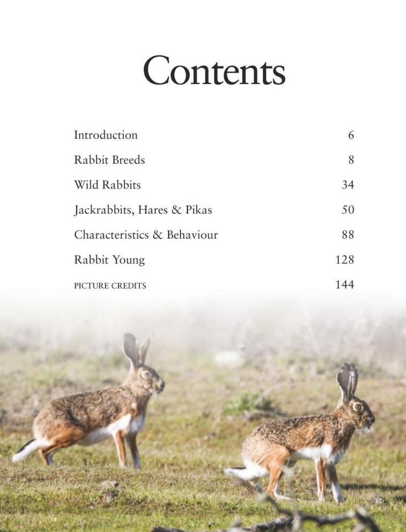 [object Object] «Rabbits», автор Том Джексон - фото №5 - миниатюра