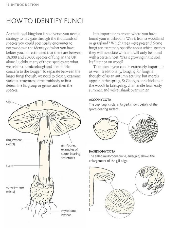 [object Object] «The Mushroom Guide & Identifer: An expert manual for identifying, picking and using edible wild mushrooms found in the British Isles», автор Невілл Кілкенні - фото №4 - мініатюра