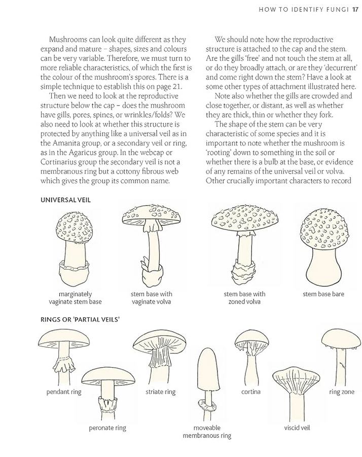 [object Object] «The Mushroom Guide & Identifer: An expert manual for identifying, picking and using edible wild mushrooms found in the British Isles», автор Невілл Кілкенні - фото №5 - мініатюра