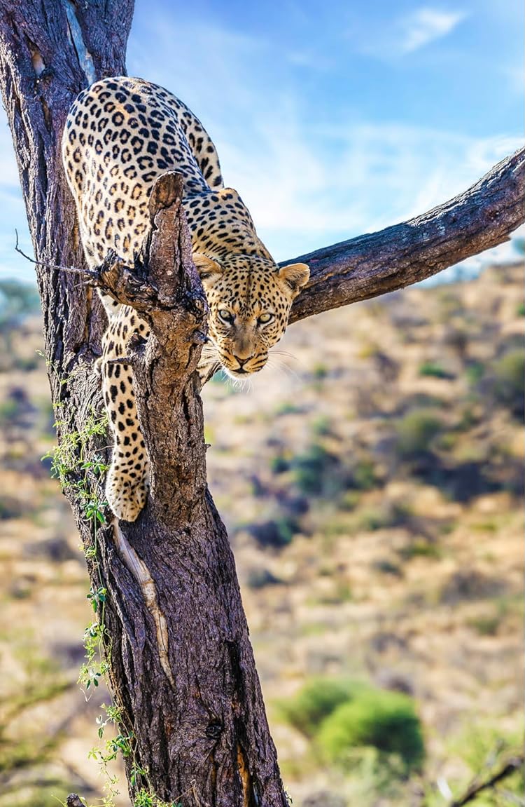 [object Object] «The Rough Guide to Namibia with Victoria Falls. Travel Guide with Free eBook» - фото №2 - миниатюра