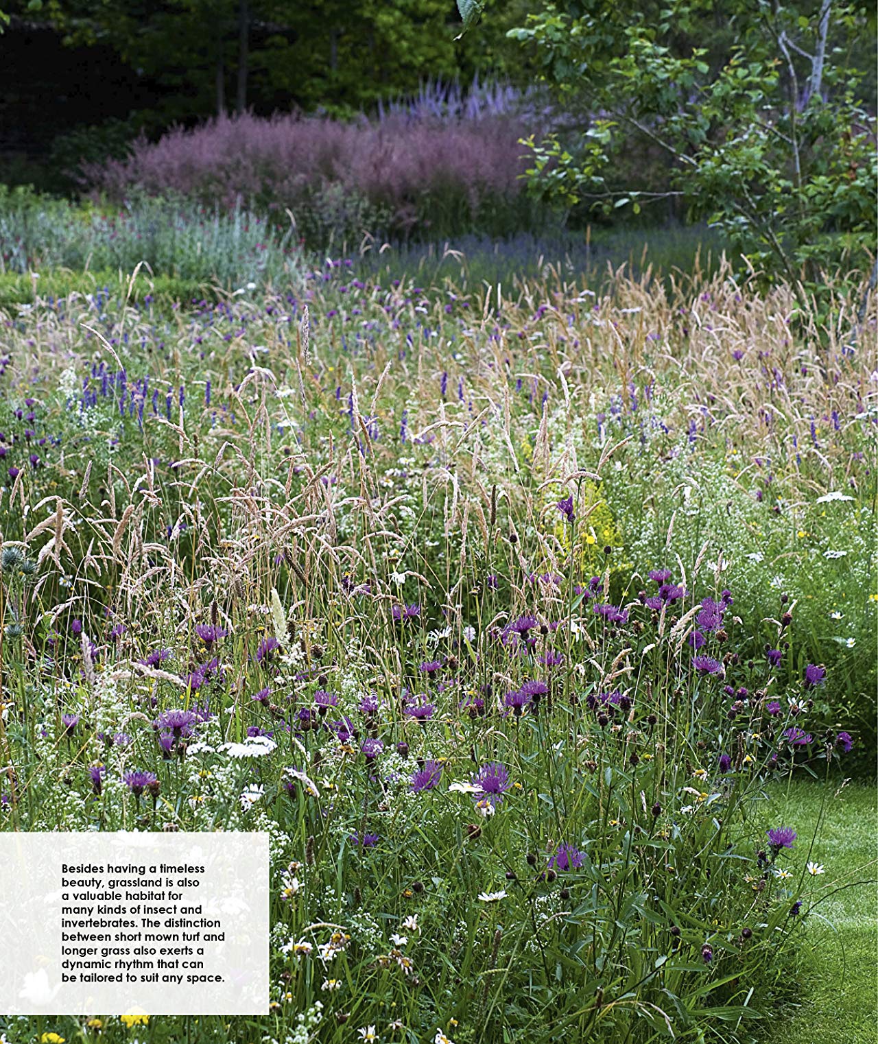 [object Object] «New Wild Garden. Natural-style planting and practicalities», автор Иэн Ходжсон - фото №2 - миниатюра