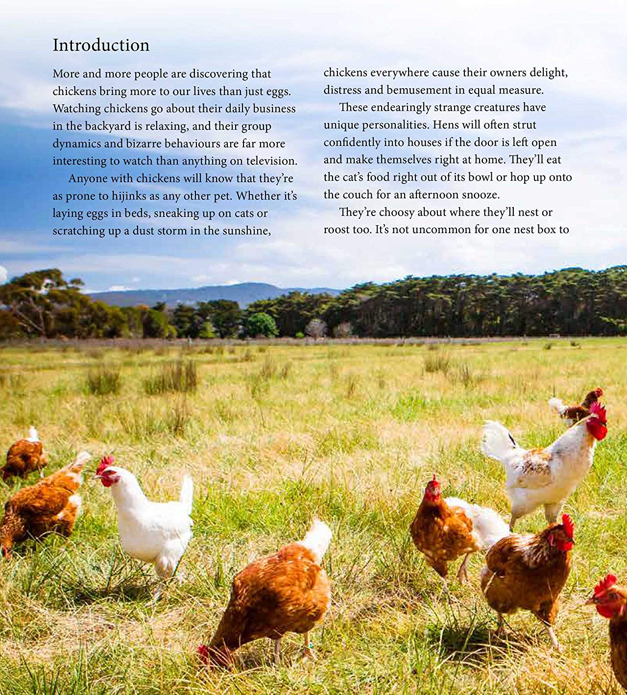 [object Object] «Cluck. A Book of Happiness for Chicken Lovers», автор Фрейя Хаанен - фото №2 - мініатюра