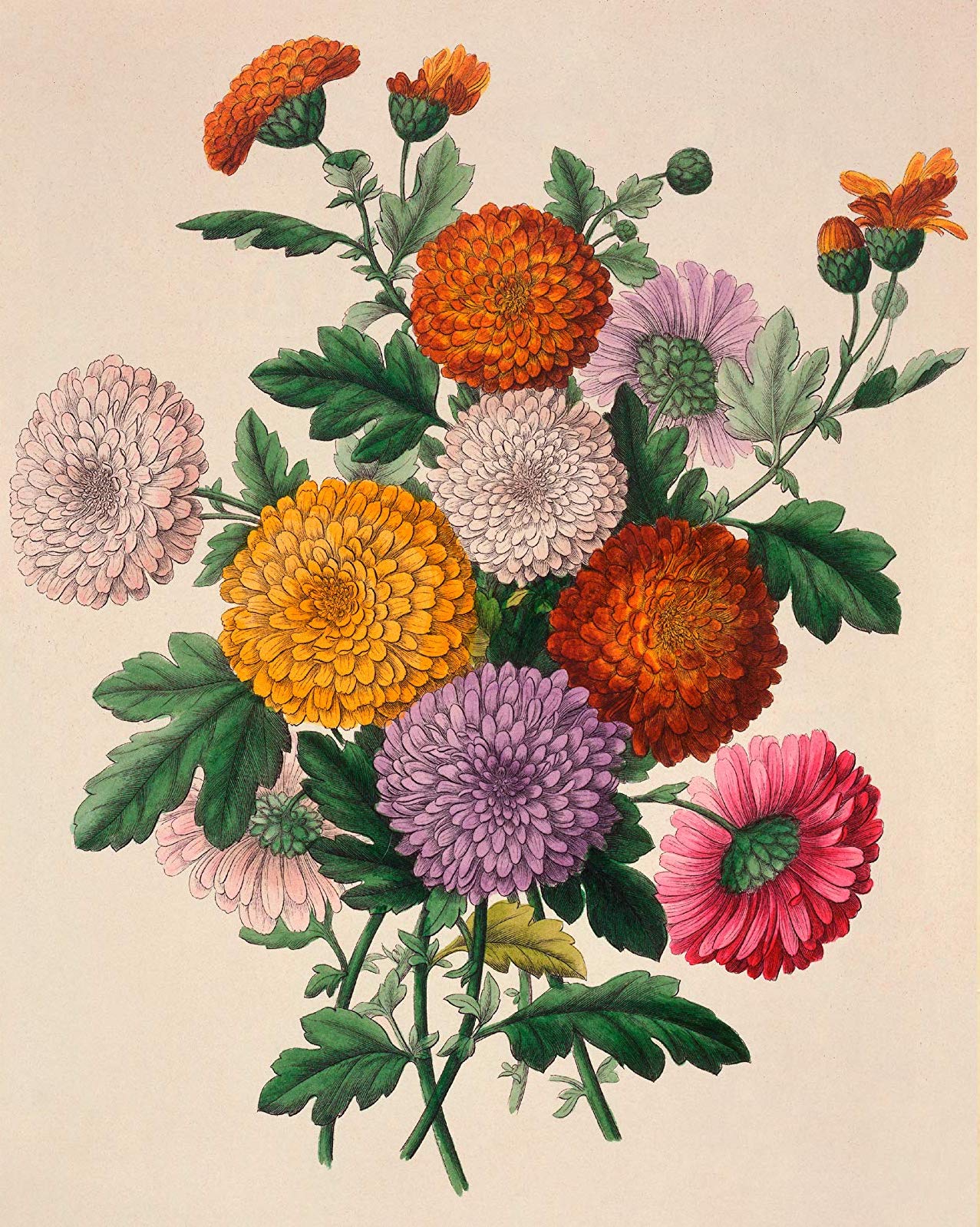 [object Object] «The Complete Language of Flowers», автор С. Тереза Дитц - фото №2 - миниатюра