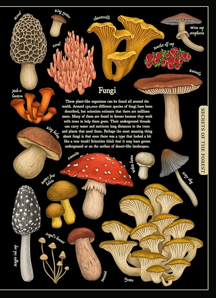 [object Object] «Secret Stories of Nature. A Field Guide to Uncover Our Planet's Past», автор Саския Гвинн - фото №3 - миниатюра