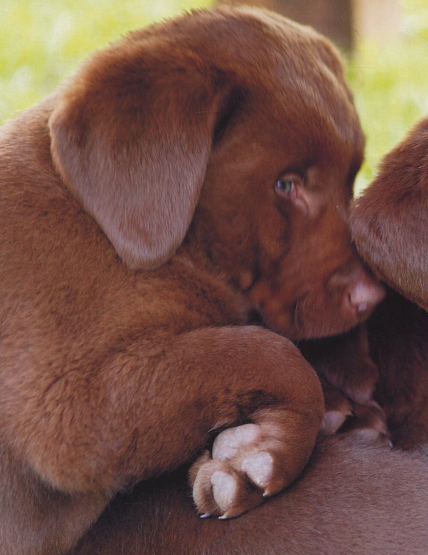 [object Object] «The Complete Dog Breed Guide» - фото №4 - мініатюра
