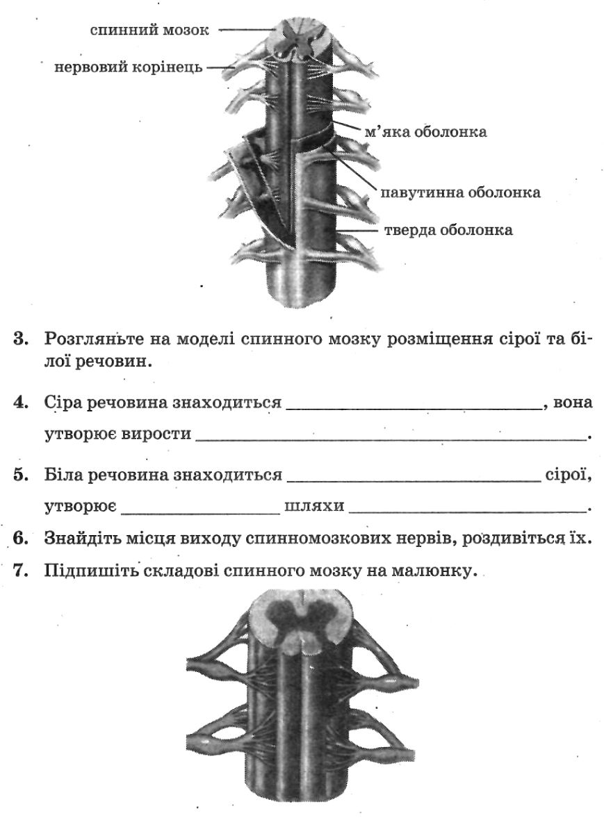[object Object] «Біологія. 8 клас. Зошит для дослідницького практикуму, лабораторних робіт і досліджень», авторів Ольга Кулініч, Людмила Юрченко - фото №4 - мініатюра