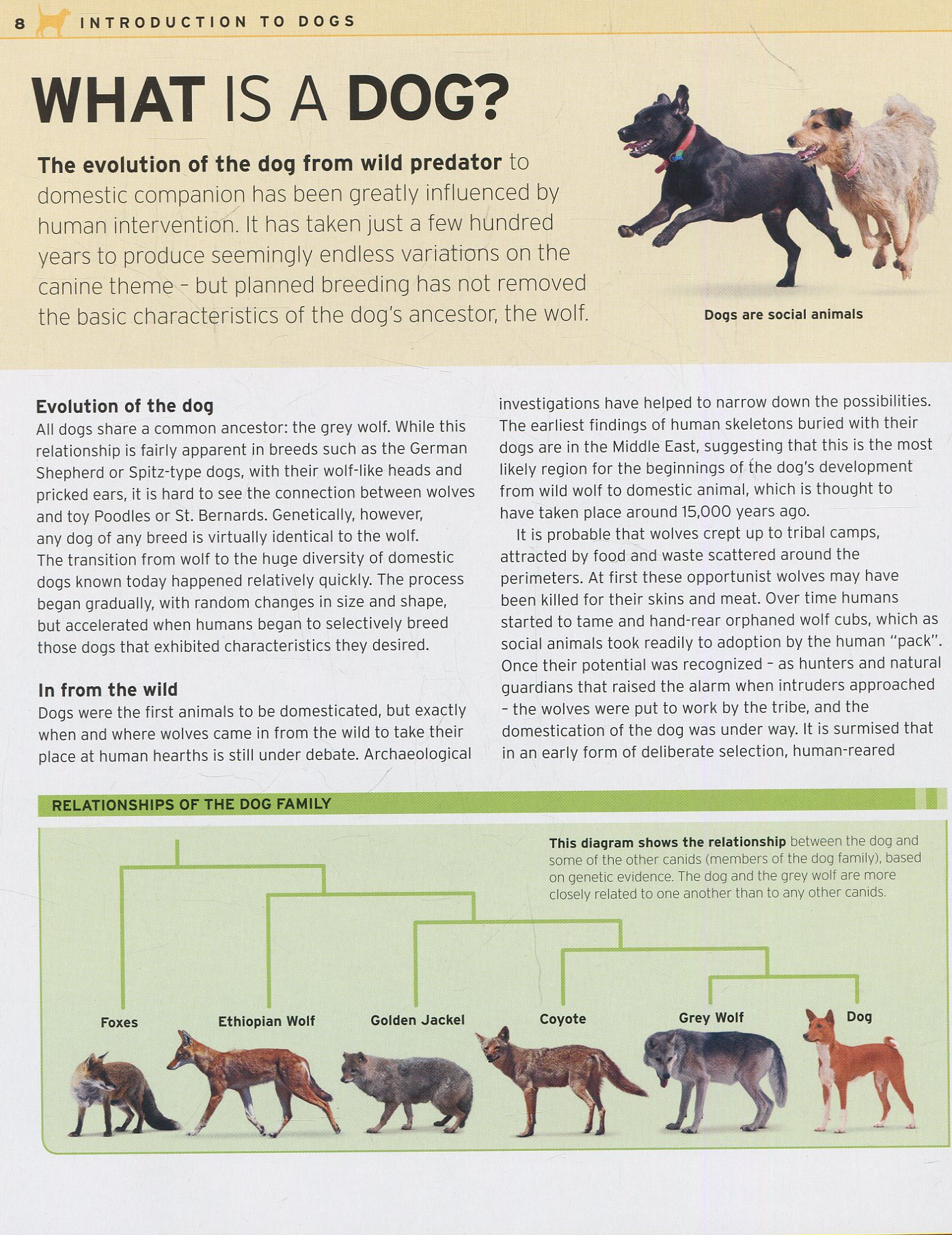 [object Object] «The Complete Dog Breed Guide» - фото №6 - мініатюра