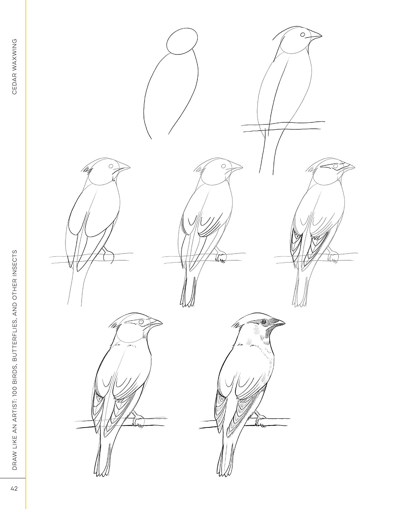 [object Object] «Draw Like an Artist. 100 Birds, Butterflies, and Other Insects. Step-by-Step Realistic Line Drawing — A Sourcebook for Aspiring Artists and Designers», автор Мелисса Уошберн - фото №6 - миниатюра