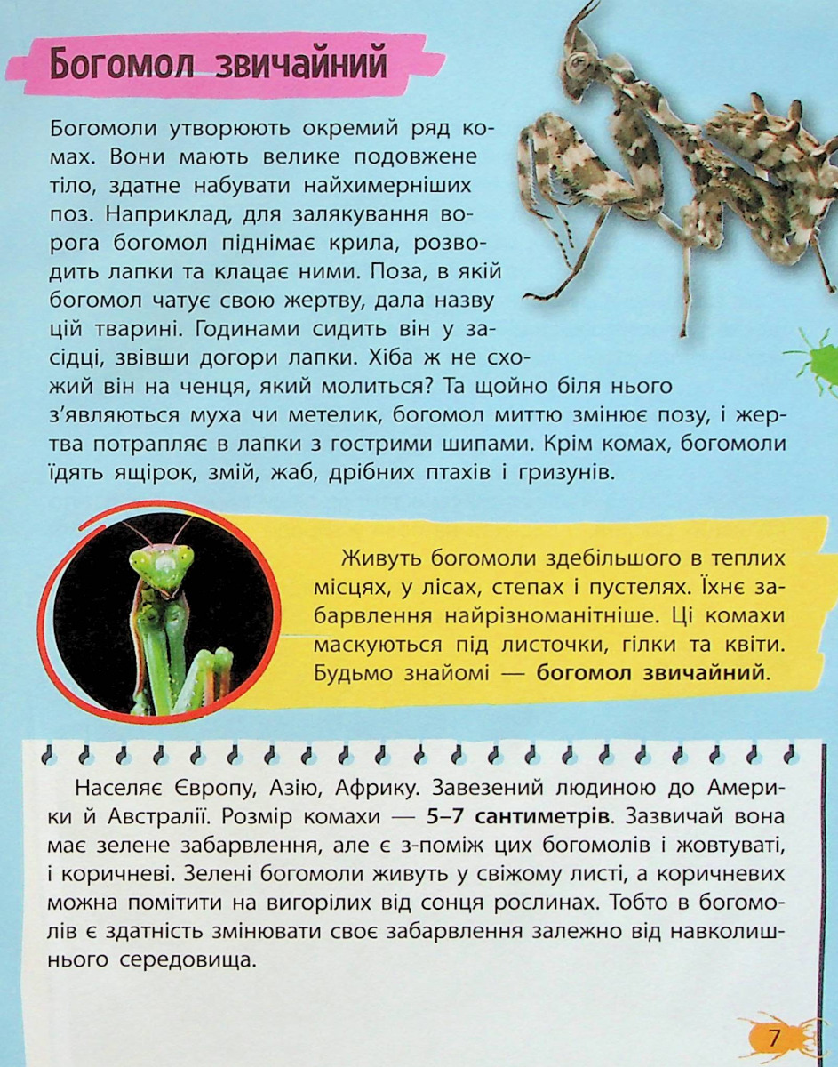 Мініенциклопедія. Комахи та павуки — фото 7