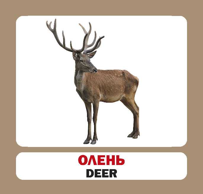 [object Object] «Лісові тварини. Набір карток» - фото №6 - миниатюра