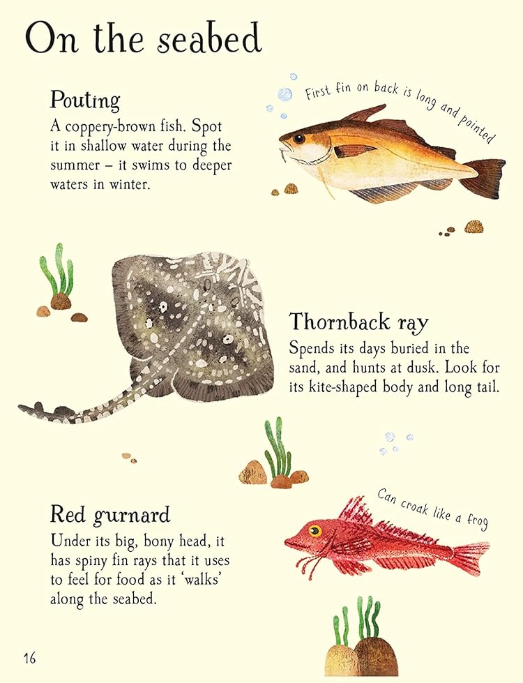 [object Object] «Fish to Spot», автор Кейт Нолан - фото №6 - миниатюра