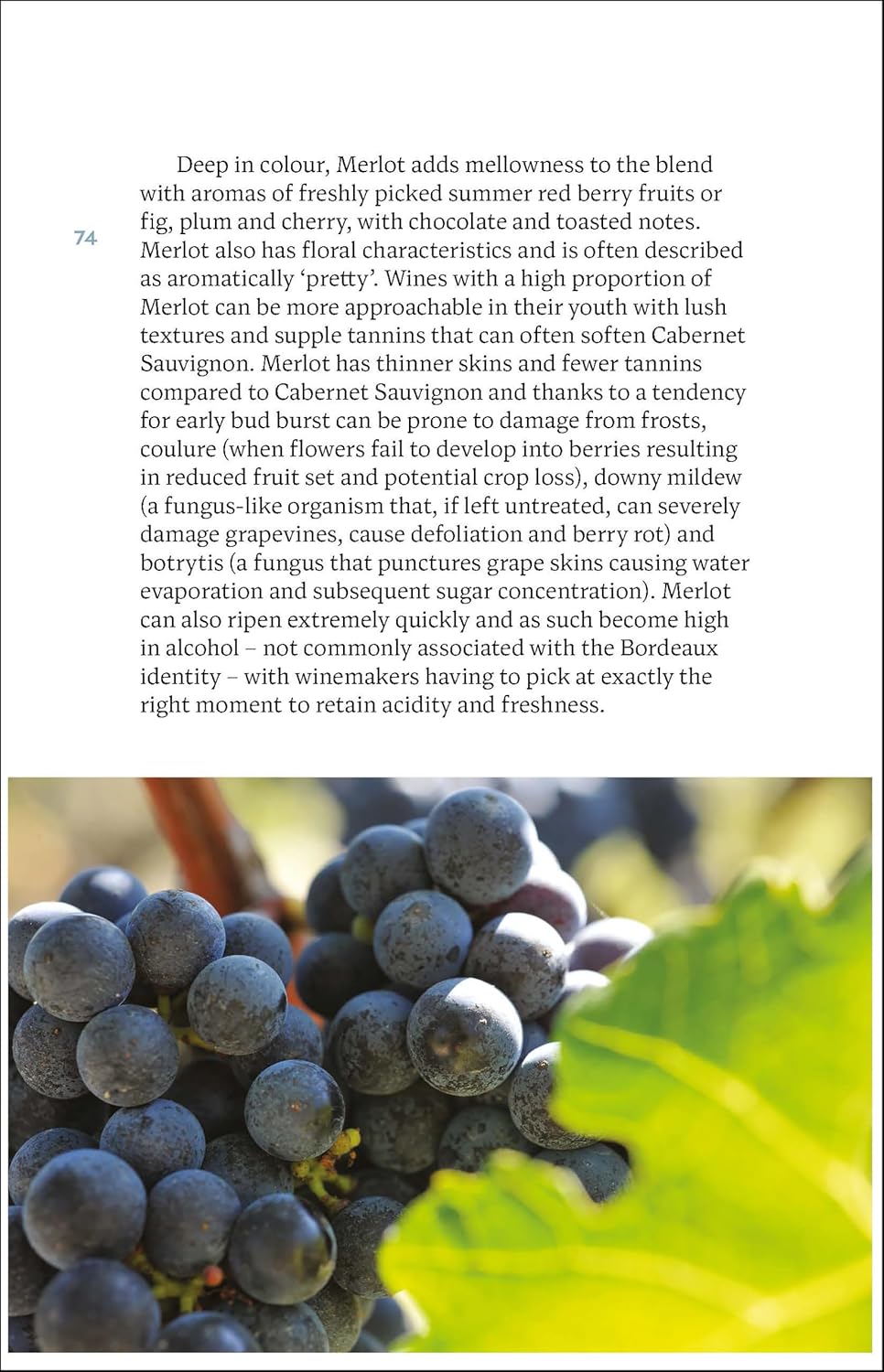 [object Object] «Bordeaux: The Smart Traveller's Wine Guide», автор Джорджи Хиндл - фото №6 - миниатюра