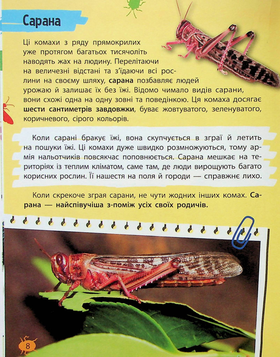 Мініенциклопедія. Комахи та павуки — фото 8