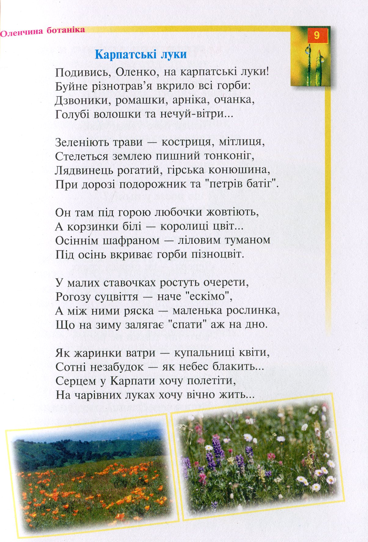 Оленчина ботаніка — фото 9