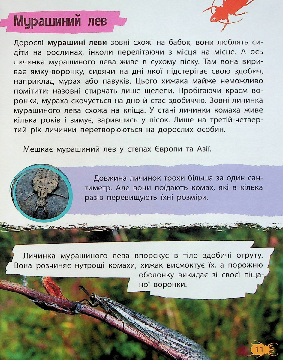 Мініенциклопедія. Комахи та павуки — фото 11