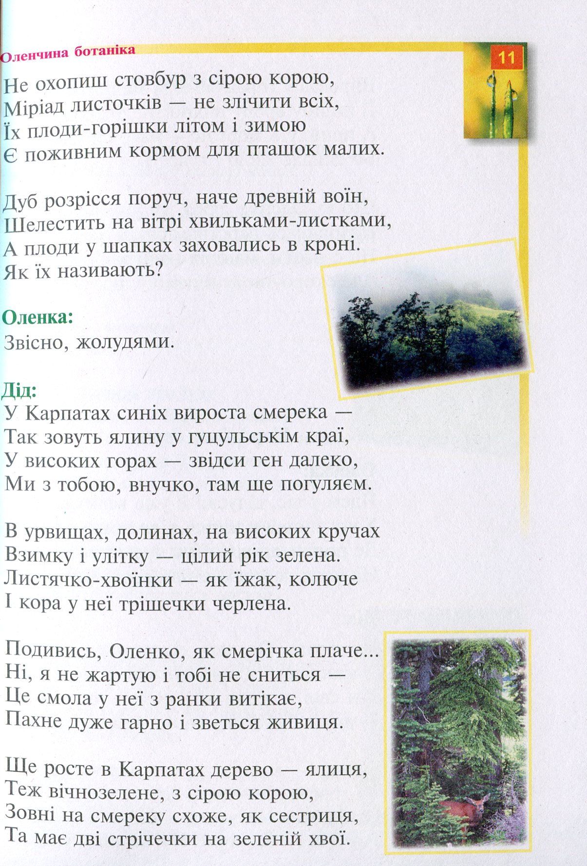 Оленчина ботаніка — фото 11