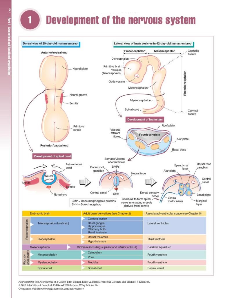 Neuroanatomy and Neuroscience at a Glance — фото 11