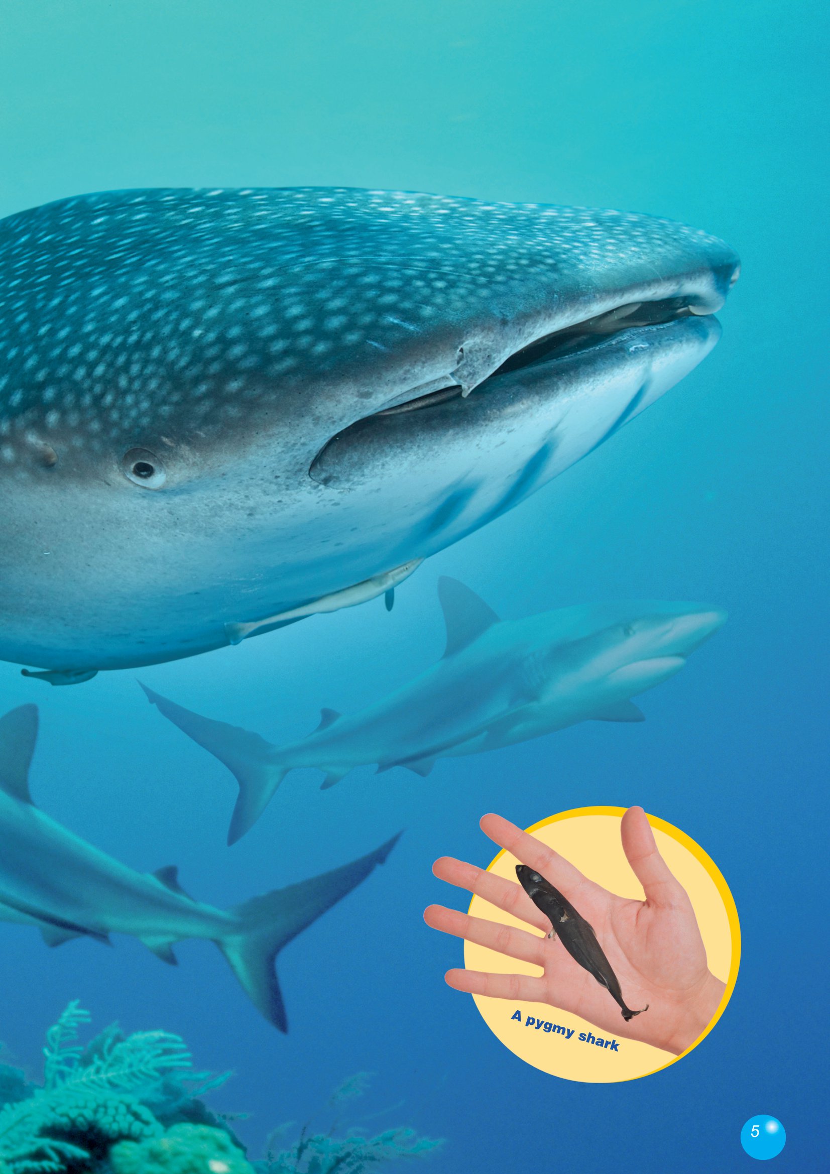 [object Object] «The Tiger Shark. Reader (with DigiBooks App)», авторов Вирджиния Эванс, Дженни Дули - фото №3 - миниатюра
