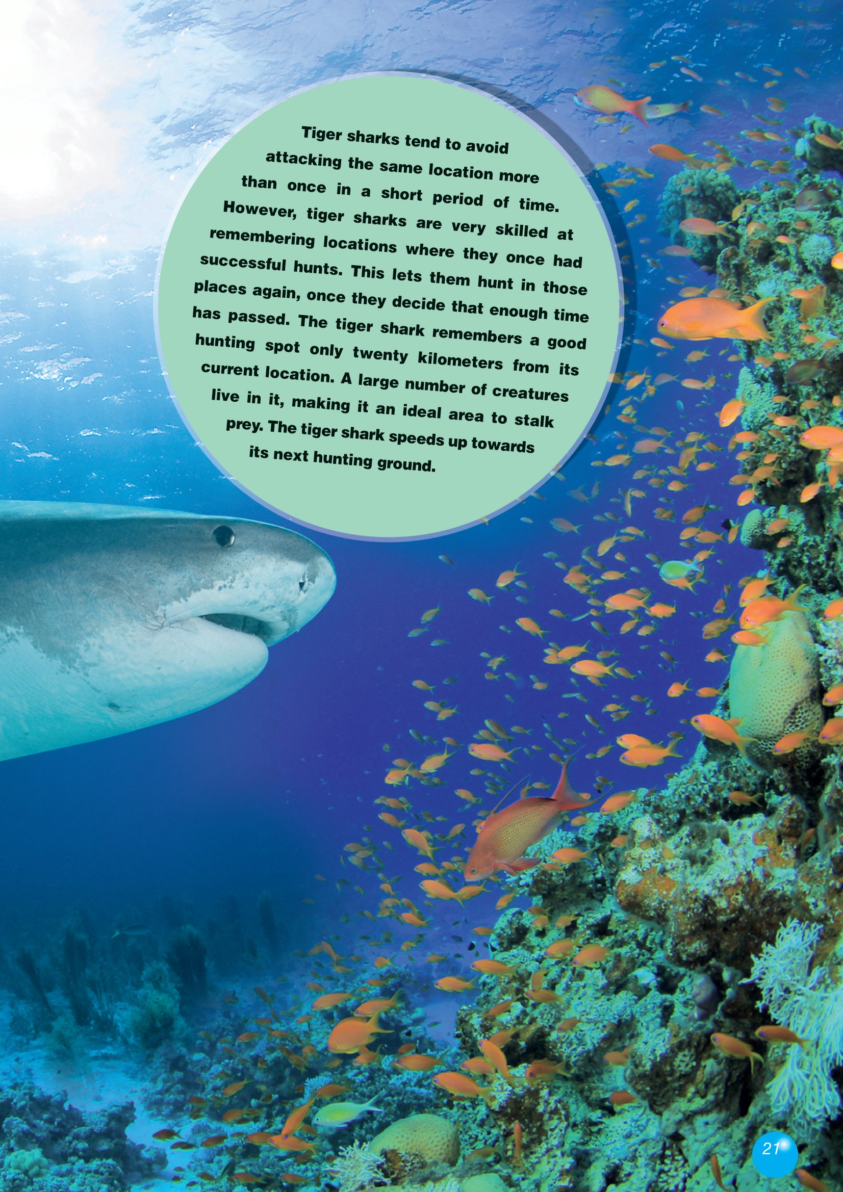 [object Object] «The Tiger Shark. Reader (with DigiBooks App)», авторов Вирджиния Эванс, Дженни Дули - фото №5 - миниатюра