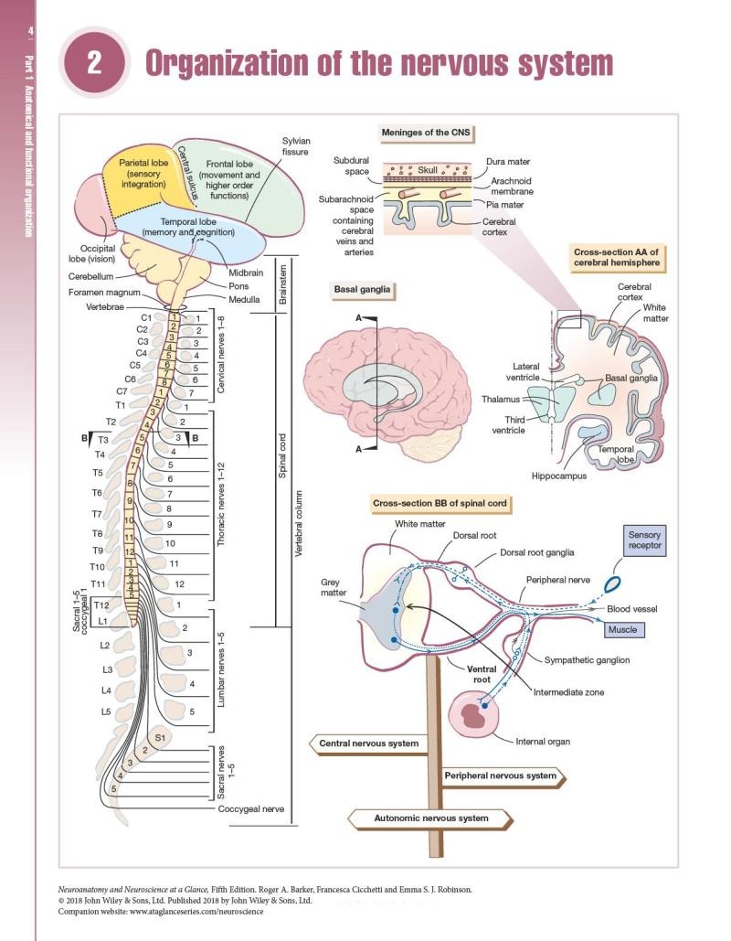 Neuroanatomy and Neuroscience at a Glance — фото 12