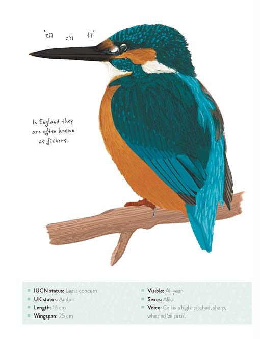 [object Object] «The Bird Book. A curious compendium of 50 wild birds », авторов Мерьель Лланд, Роксанна Фурман - фото №5 - миниатюра
