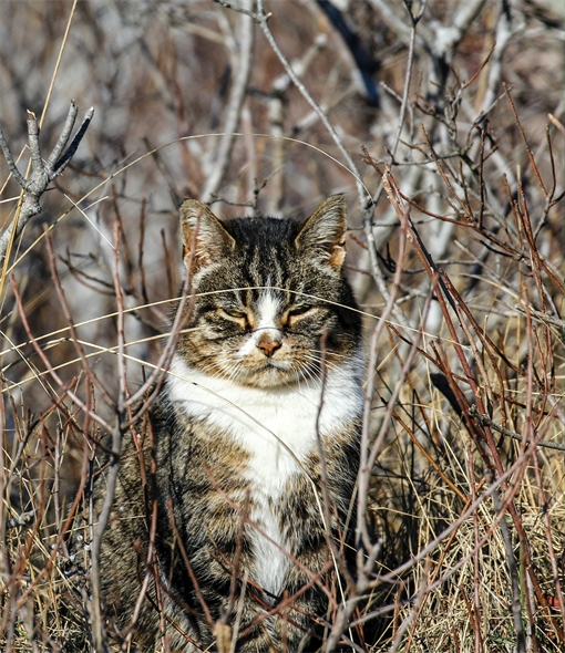 [object Object] «This Book is Literally Just Pictures of Cute Cats Who Are Plotting to Kill You» - фото №2 - миниатюра