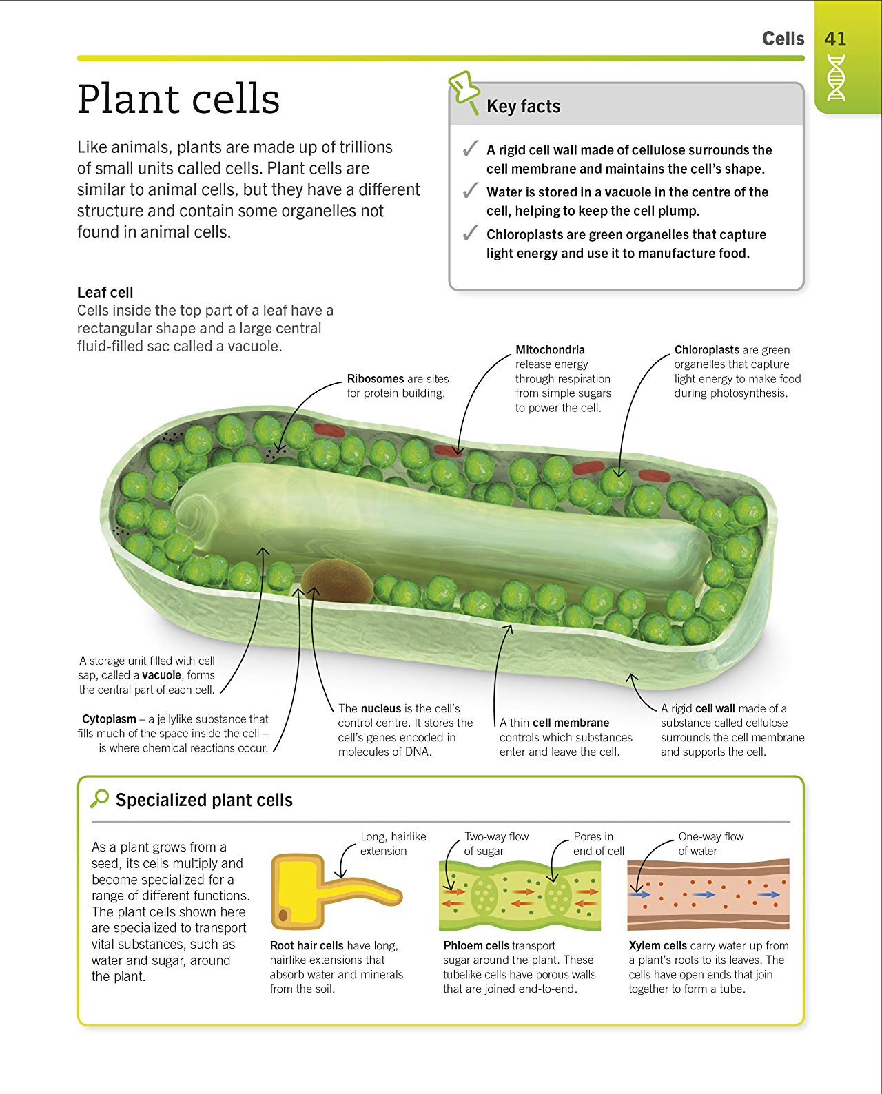 [object Object] «Super Simple Biology. The Ultimate Bitesize Study Guide» - фото №3 - миниатюра