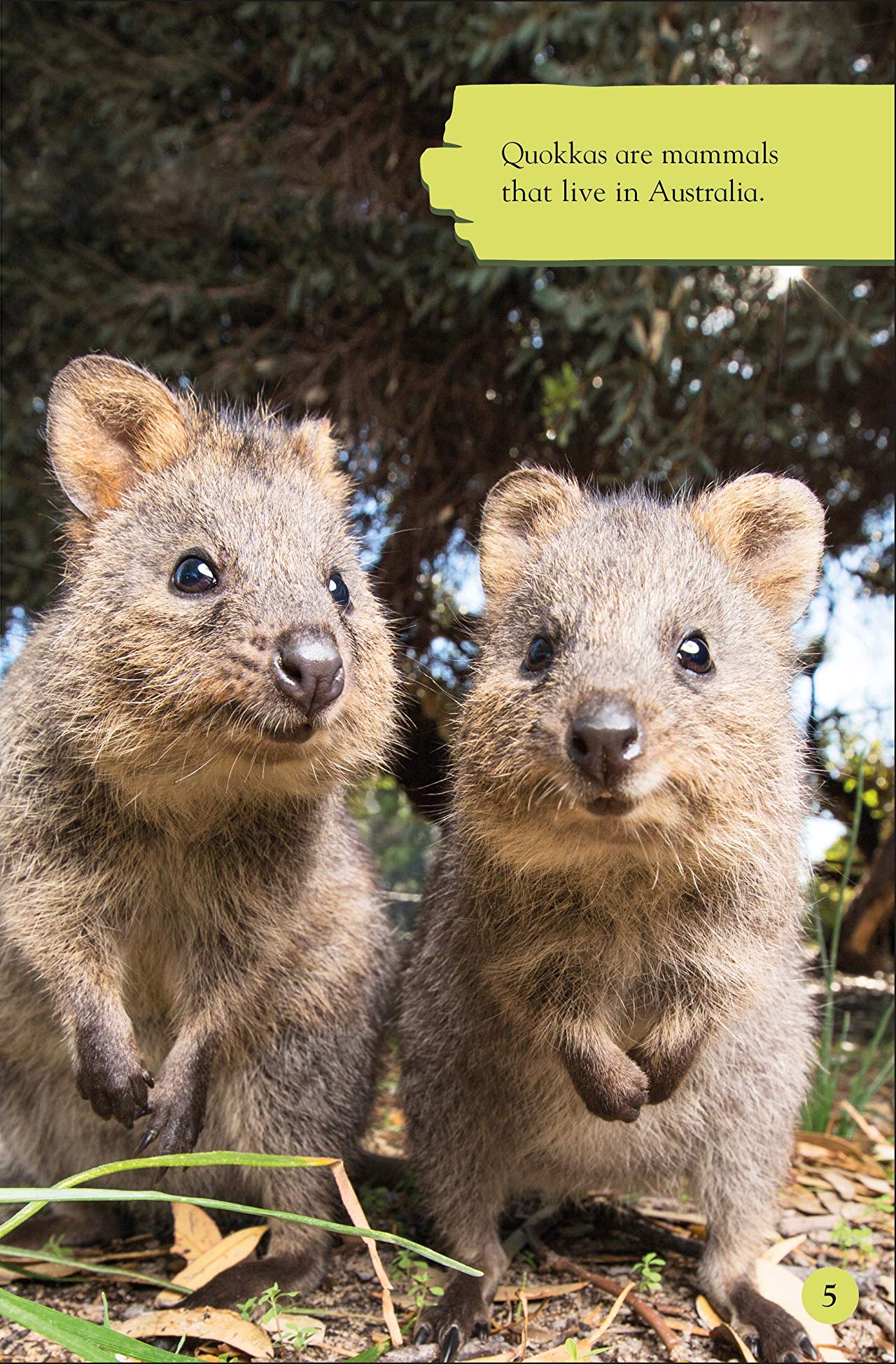 [object Object] «DK Reader Level 2. Meet the Quokkas!» - фото №3 - миниатюра