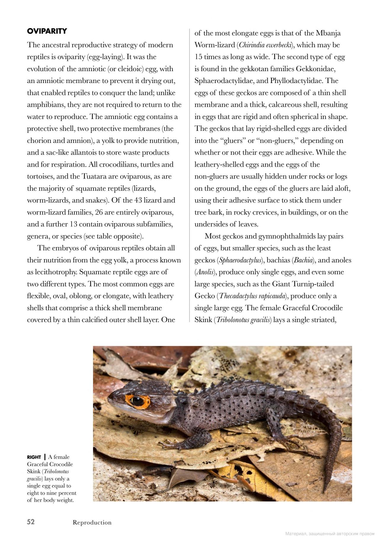 [object Object] «Lizards of the World. A Guide to Every Family», автор Марк О'ші - фото №3 - мініатюра