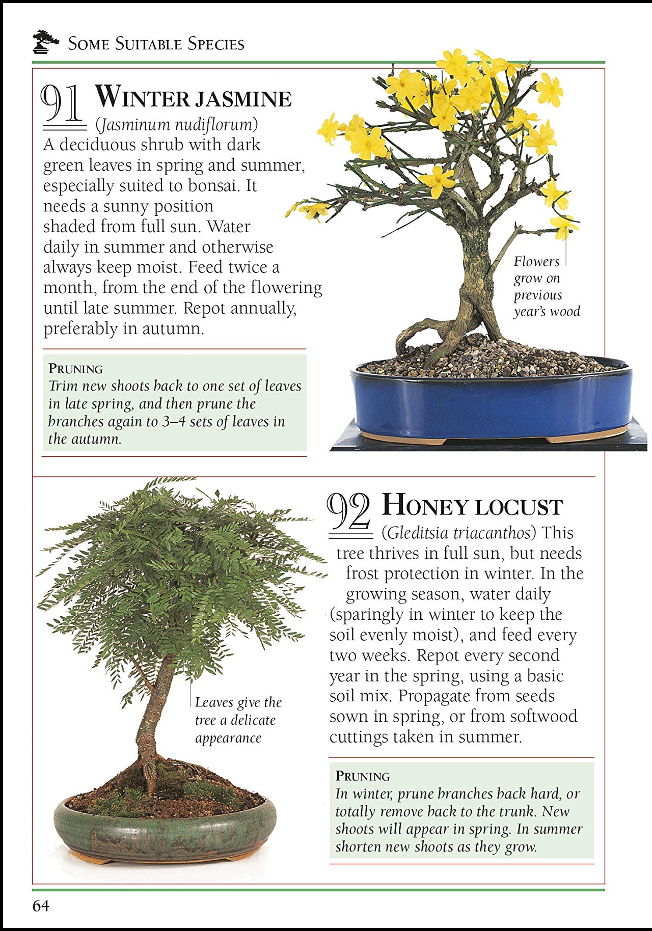 [object Object] «101 Essential Tips Bonsai. Breaks Down the Subject into 101 Easy-to-Grasp Tips», автор Гаррі Томлінсон - фото №4 - мініатюра