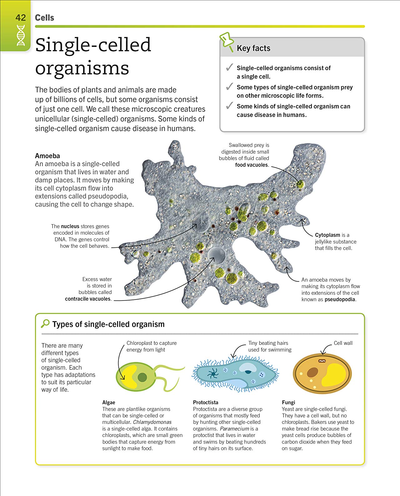 [object Object] «Super Simple Biology. The Ultimate Bitesize Study Guide» - фото №4 - миниатюра