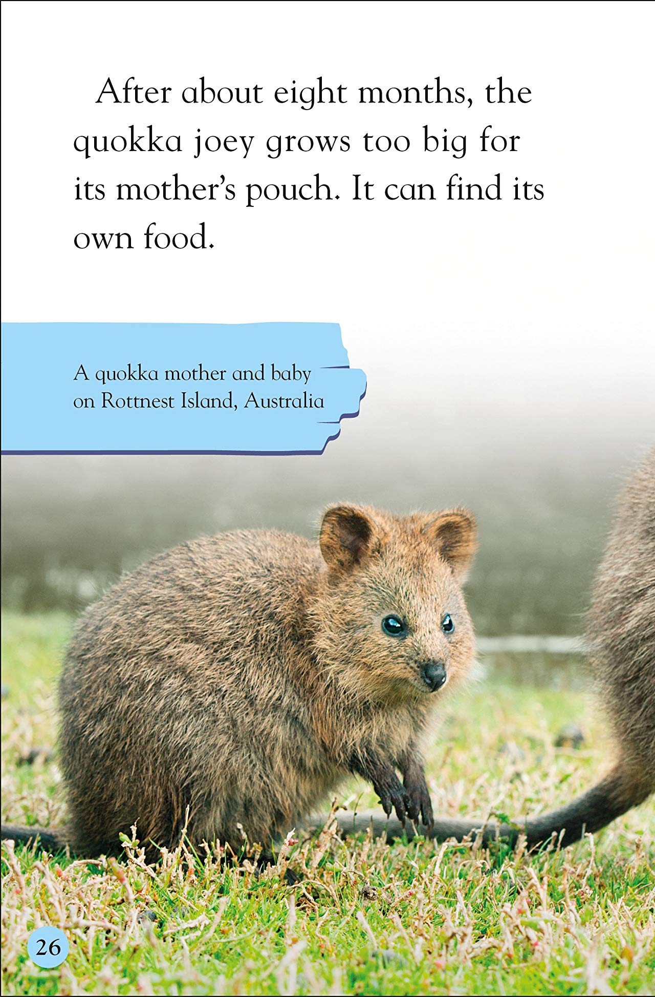 [object Object] «DK Reader Level 2. Meet the Quokkas!» - фото №4 - миниатюра