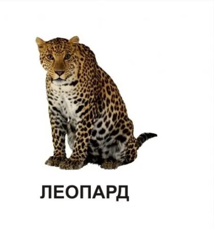 [object Object] «Звірята» - фото №3 - мініатюра