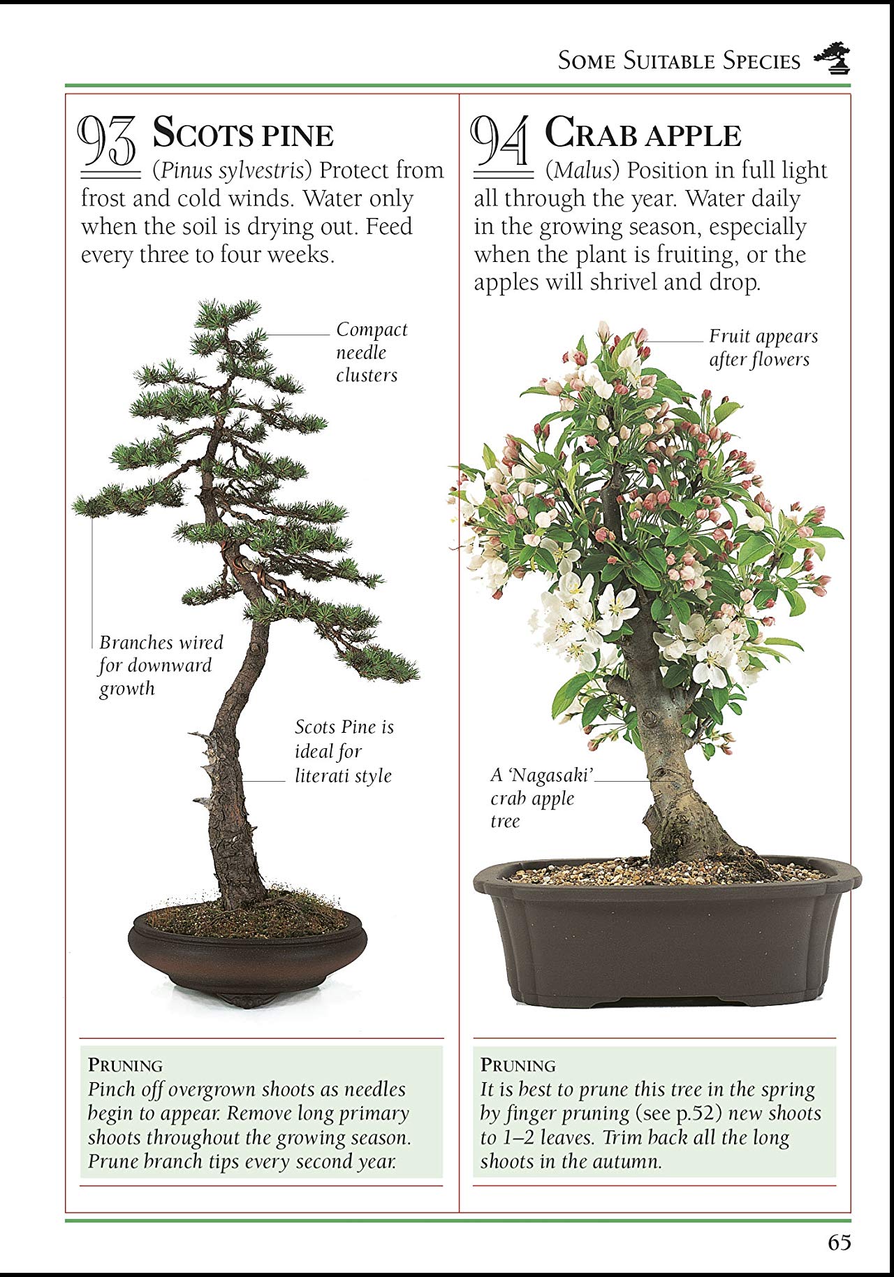 [object Object] «101 Essential Tips Bonsai. Breaks Down the Subject into 101 Easy-to-Grasp Tips», автор Гаррі Томлінсон - фото №5 - мініатюра