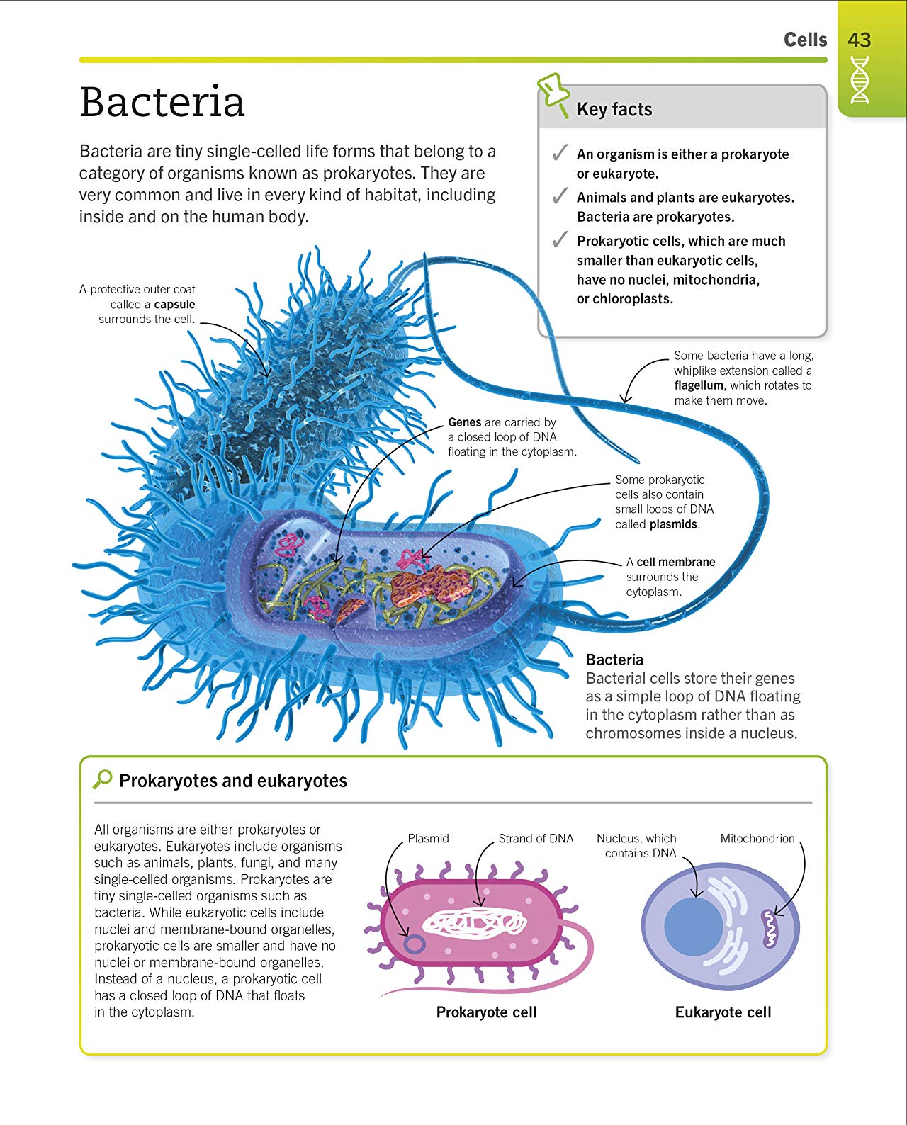 [object Object] «Super Simple Biology. The Ultimate Bitesize Study Guide» - фото №5 - миниатюра