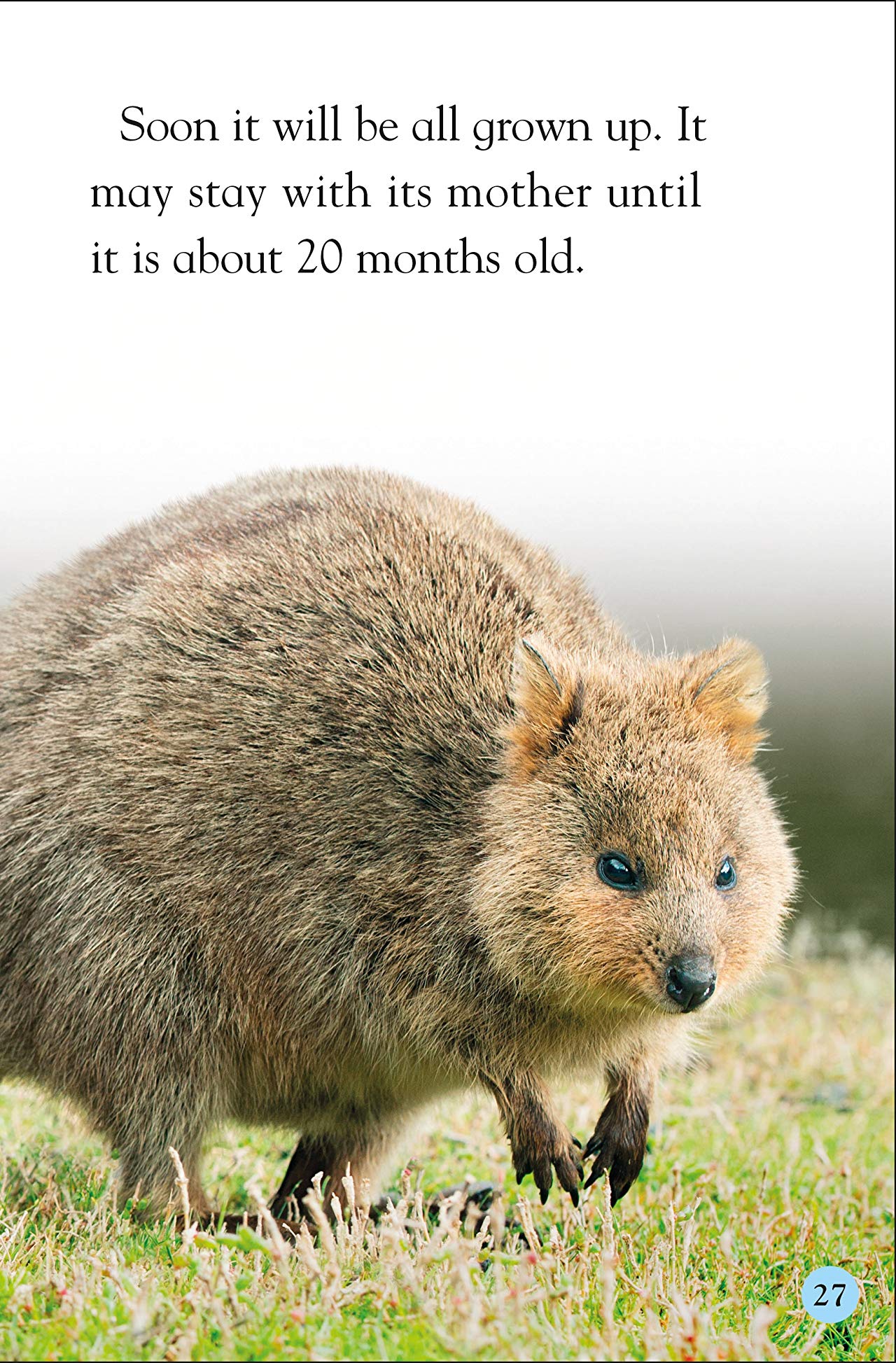 [object Object] «DK Reader Level 2. Meet the Quokkas!» - фото №5 - миниатюра