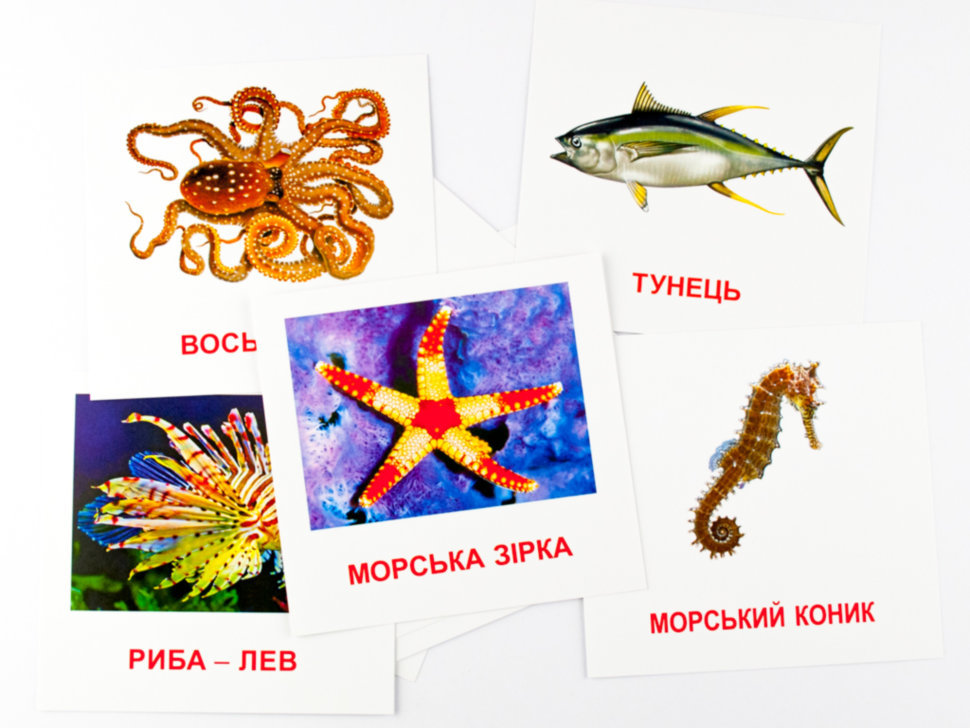 [object Object] «Картки міні. Морські жителі» - фото №3 - мініатюра