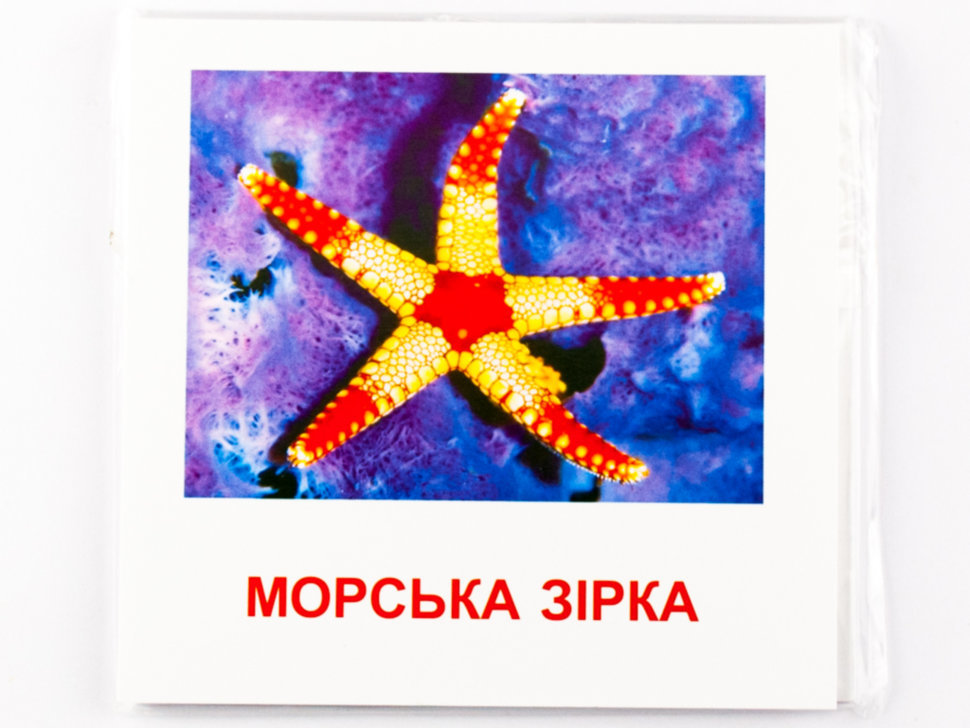 [object Object] «Картки міні. Морські жителі» - фото №5 - мініатюра