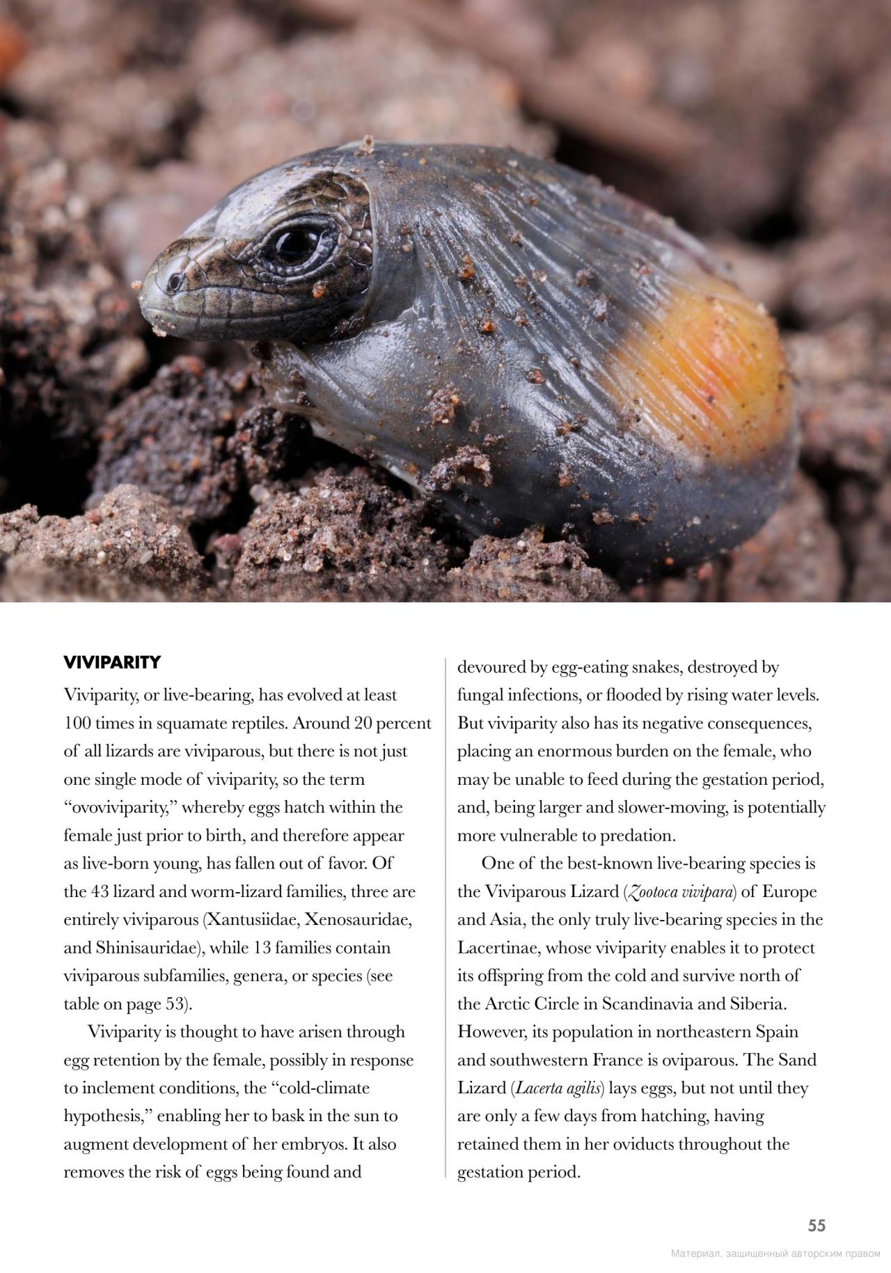 [object Object] «Lizards of the World. A Guide to Every Family», автор Марк О'ші - фото №6 - мініатюра