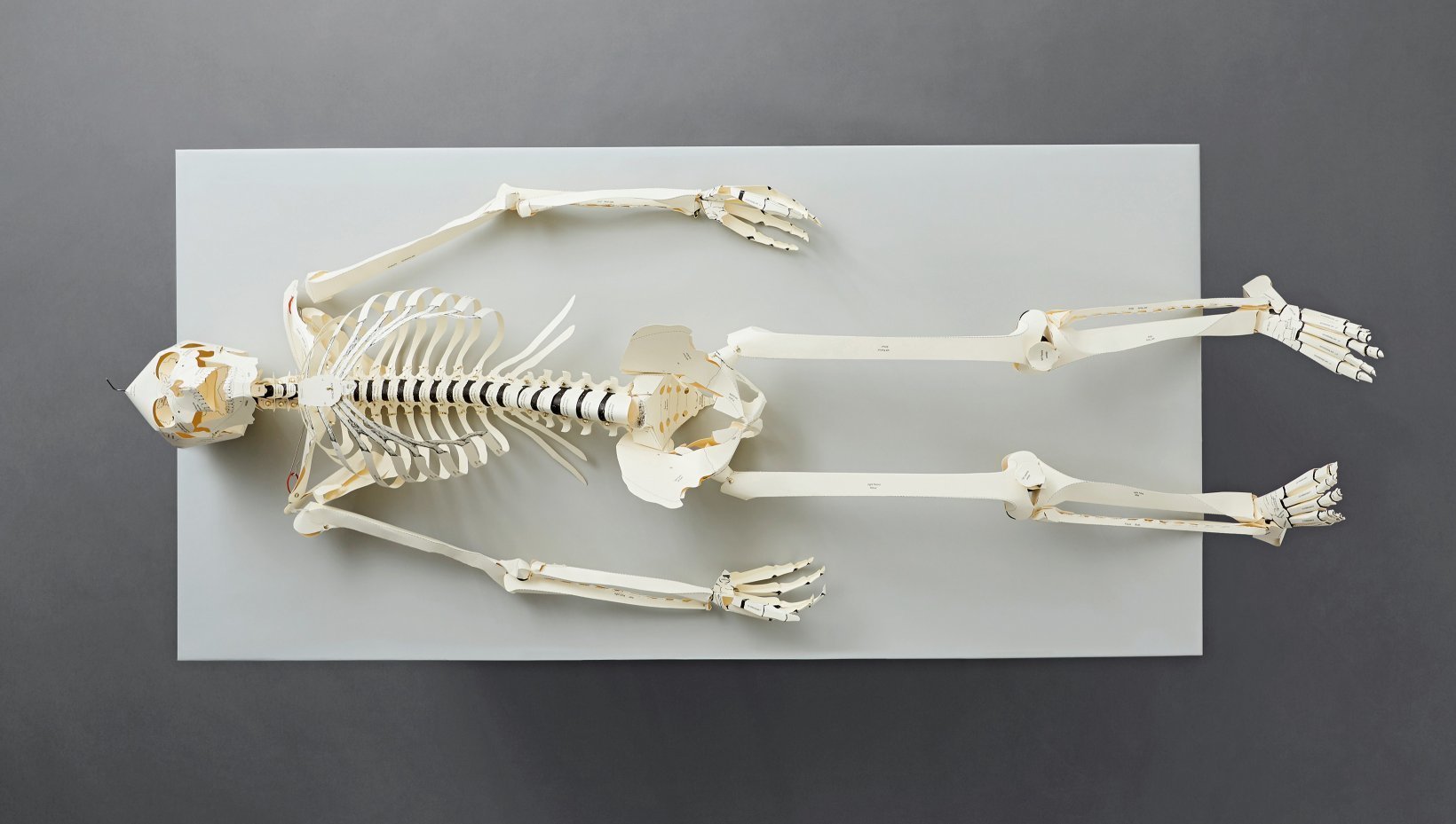 [object Object] «Build Your Own Human Skeleton» - фото №6 - мініатюра