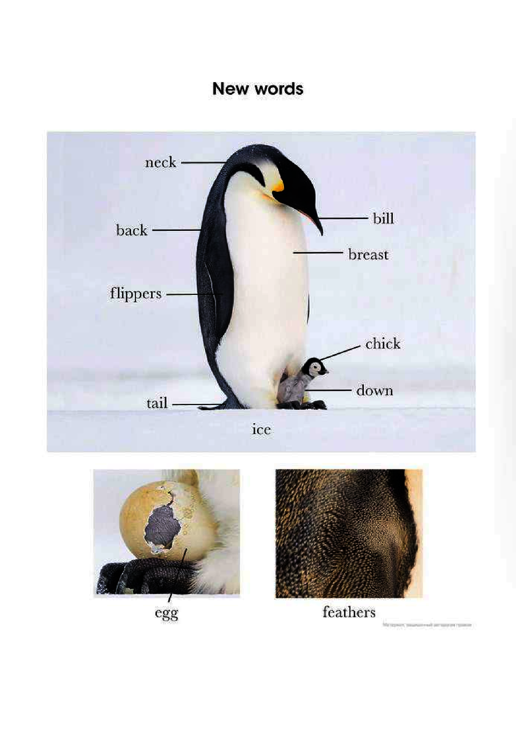 [object Object] «Penguin Readers. Level 2. Dynasties: Penguins», автор Стівен Мосс - фото №6 - мініатюра