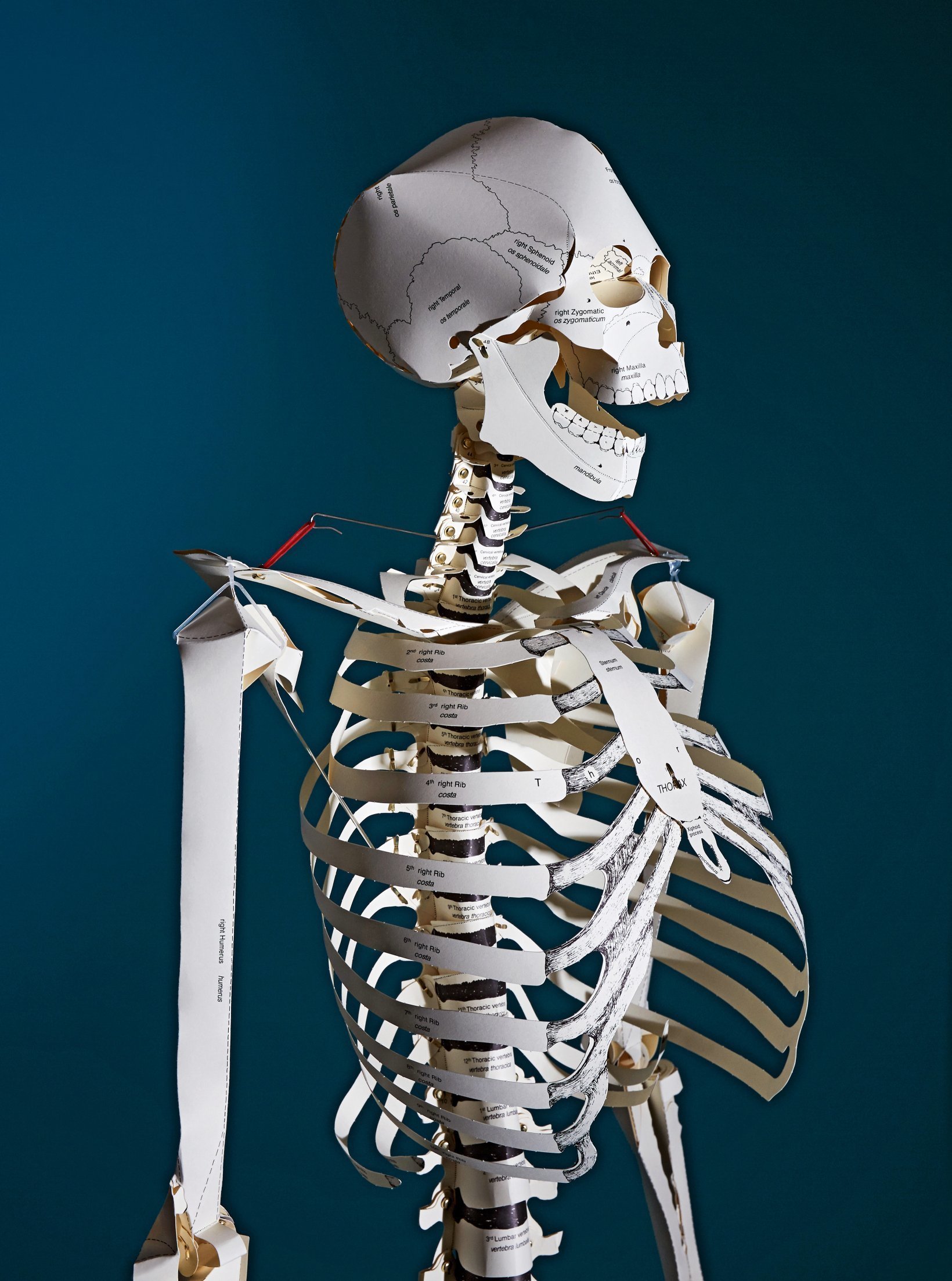 [object Object] «Build Your Own Human Skeleton» - фото №2 - мініатюра