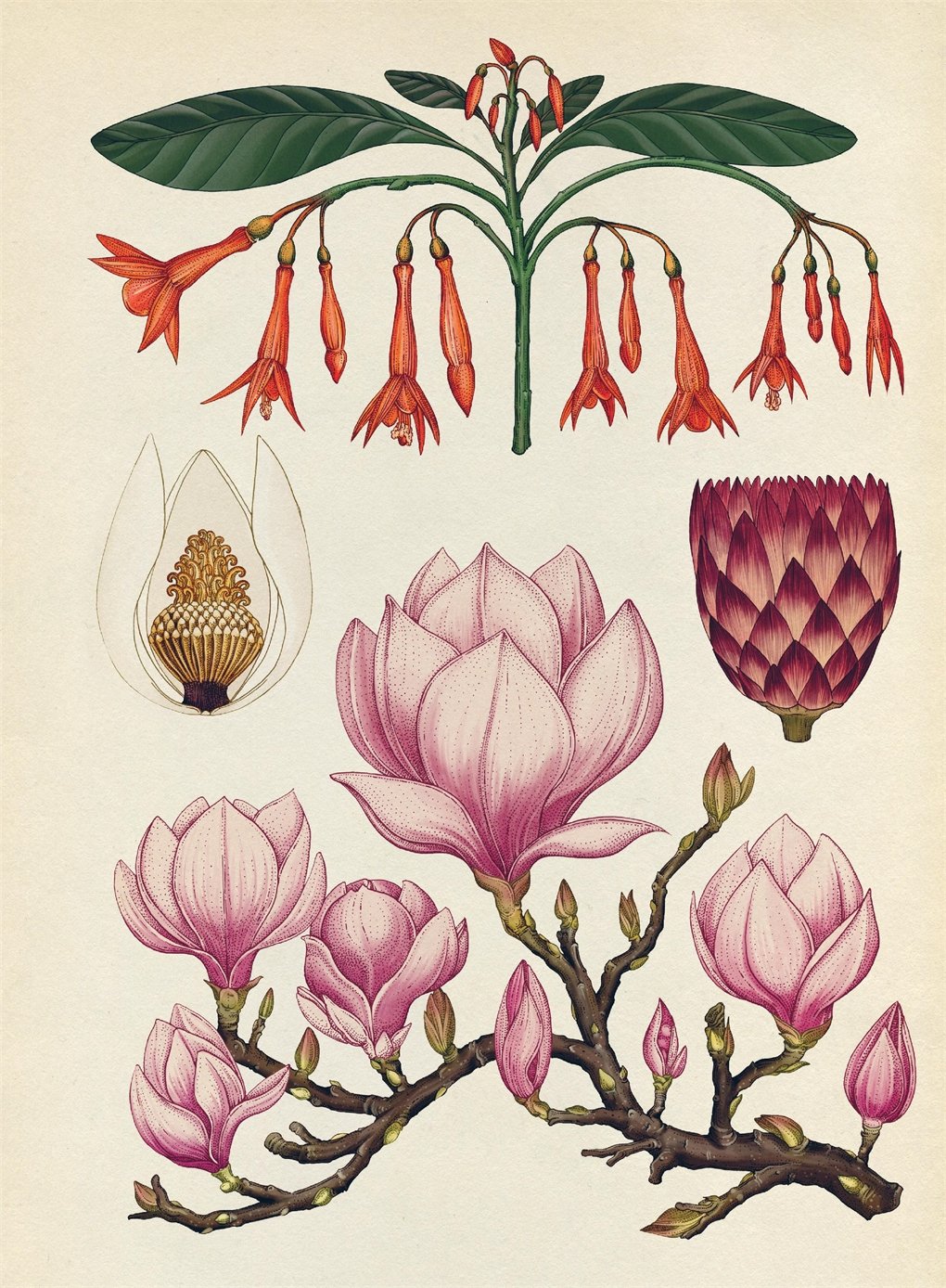 [object Object] «Botanicum Poster Book», автор Кетрін Вілліс - фото №2 - мініатюра