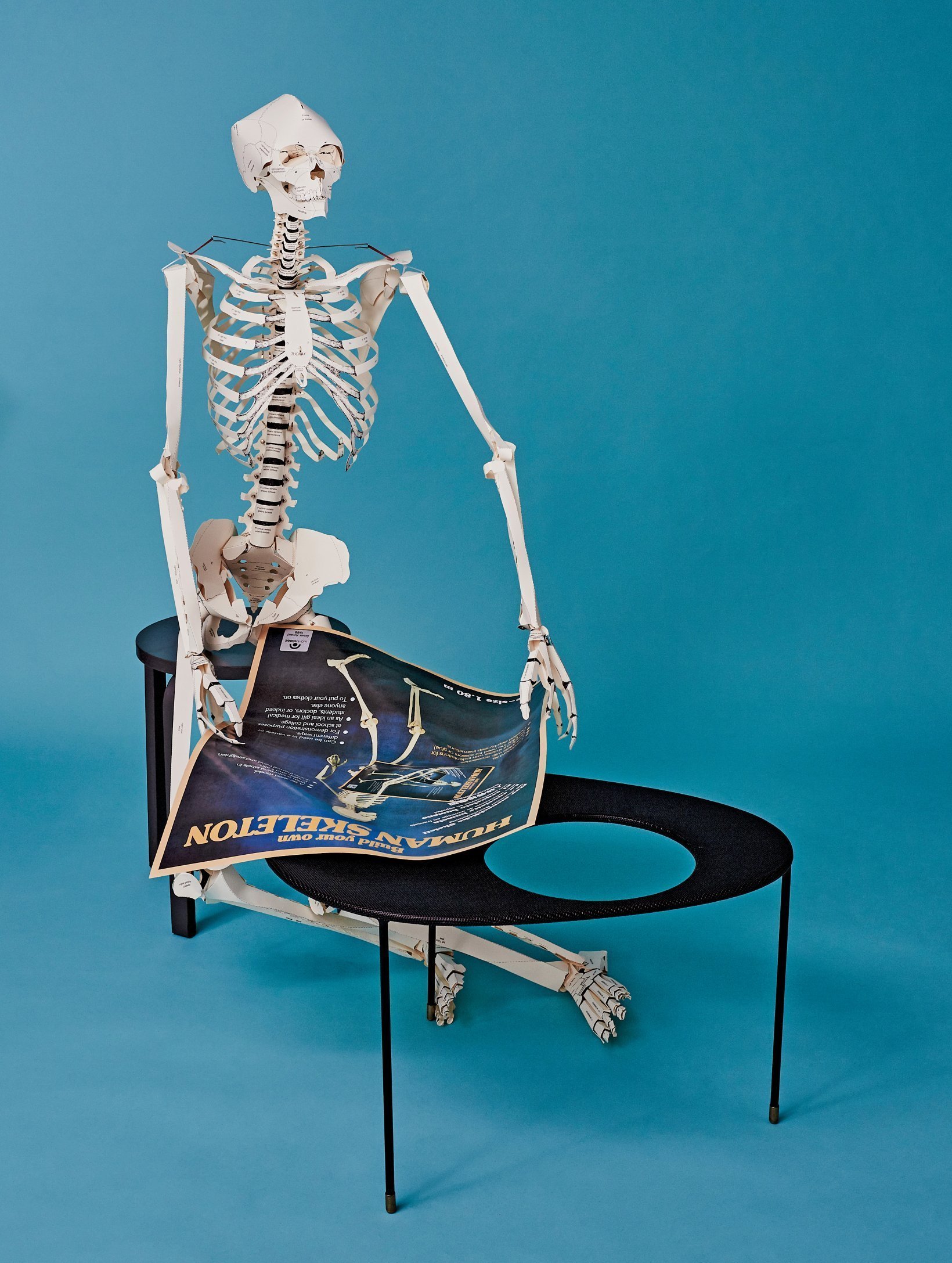 [object Object] «Build Your Own Human Skeleton» - фото №4 - мініатюра